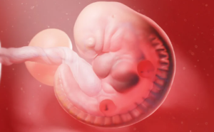 Embryo Quality