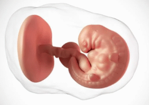What Is Egg Quality and Why Does It Matter in IVF